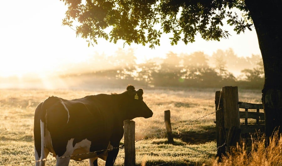 “AI Is Gonna Eventually Eat Itself… Like When We Fed Cows With Cows And Got Mad Cow Disease”